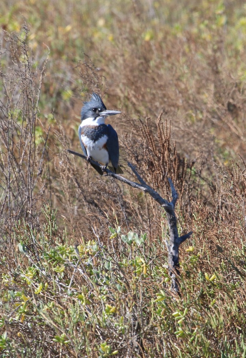שלדג אמריקני - ML645074419