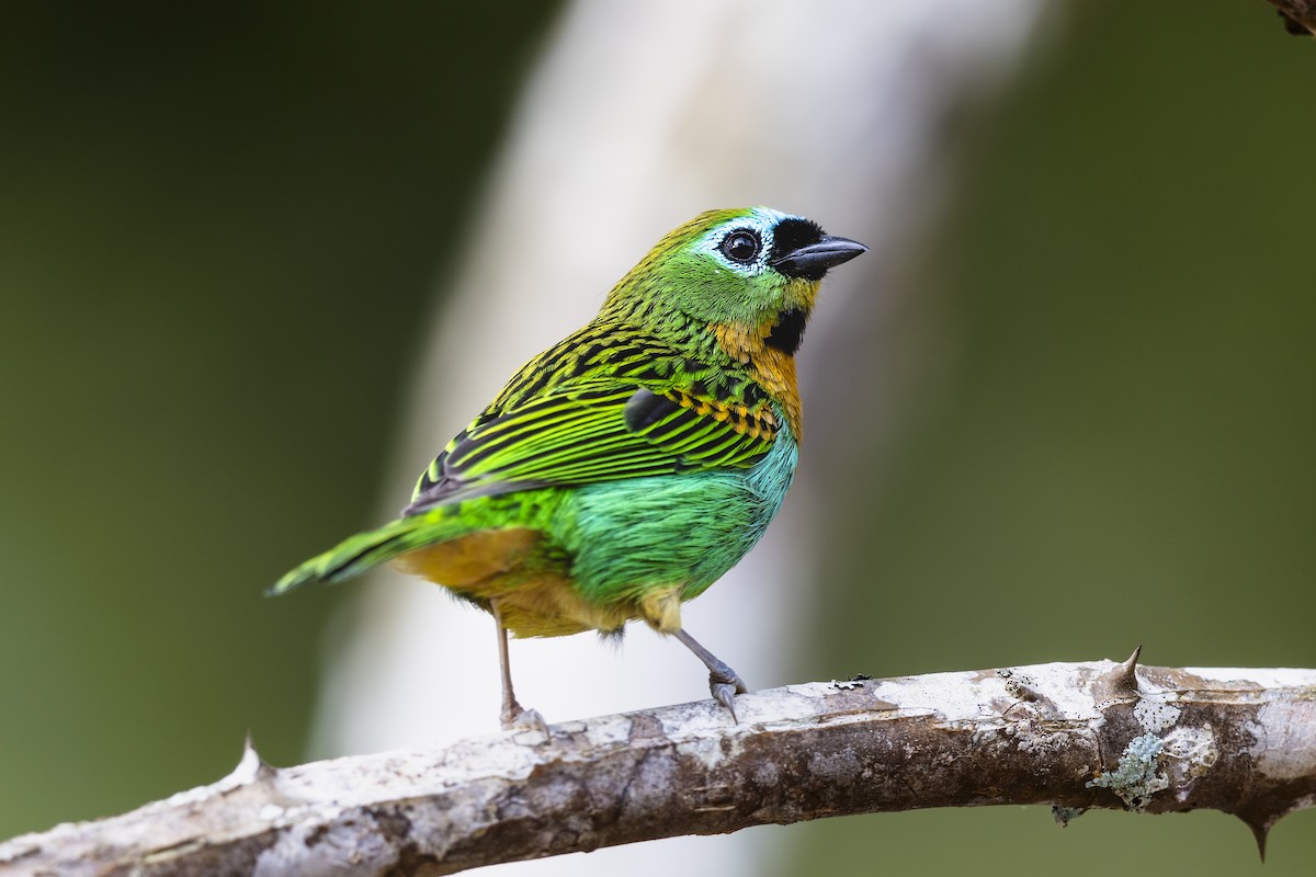 Brassy-breasted Tanager - ML645074422