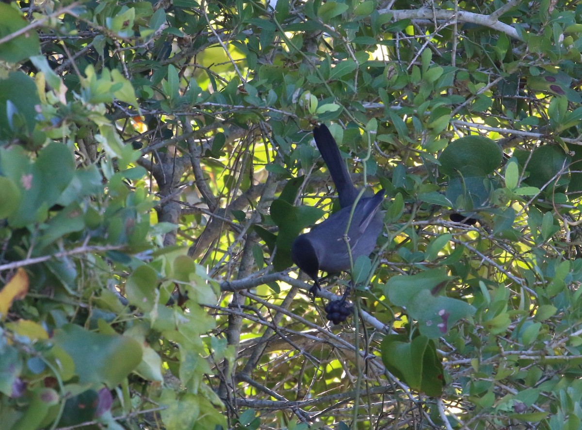 Gray Catbird - ML645074431
