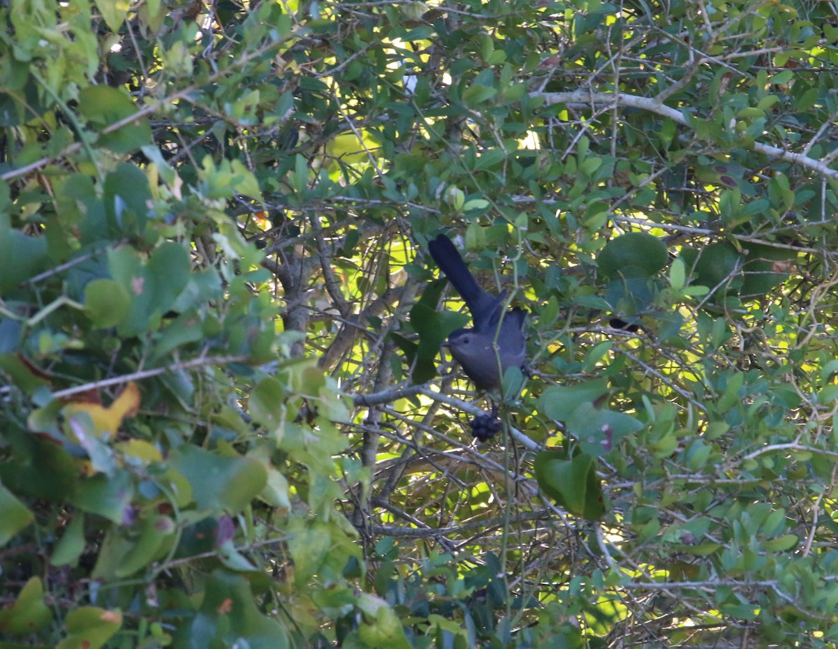 Gray Catbird - ML645074432