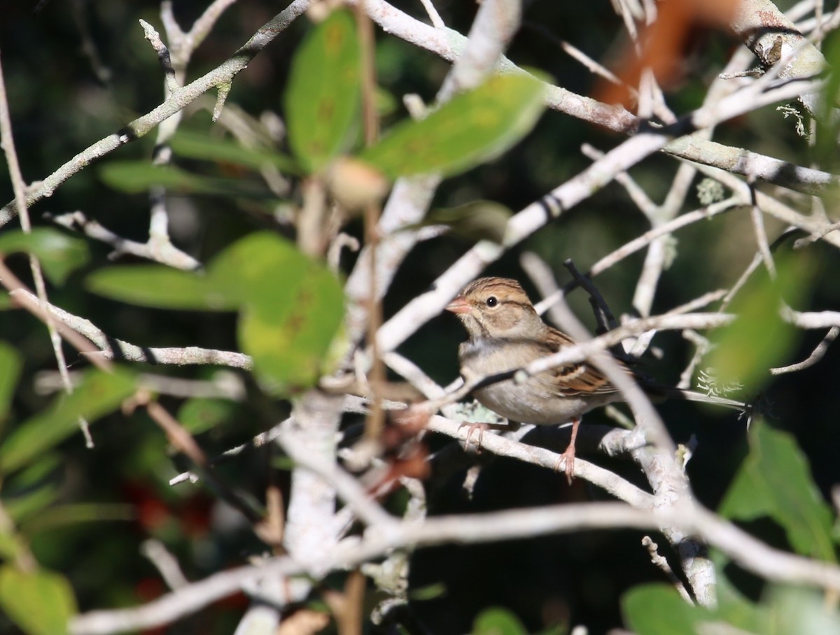 Chipping Sparrow - ML645074439