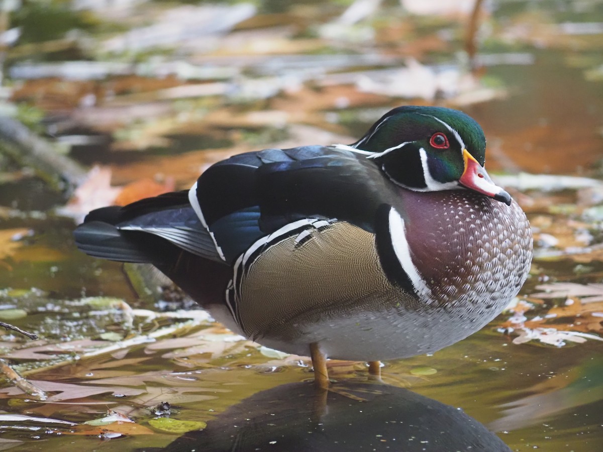Wood Duck - ML645074444