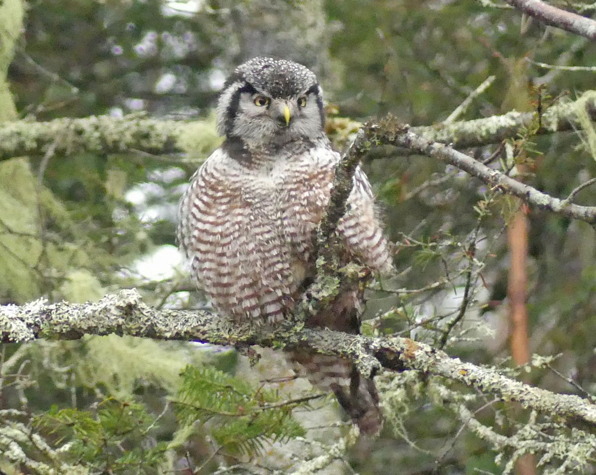 sovice krahujová - ML645074451