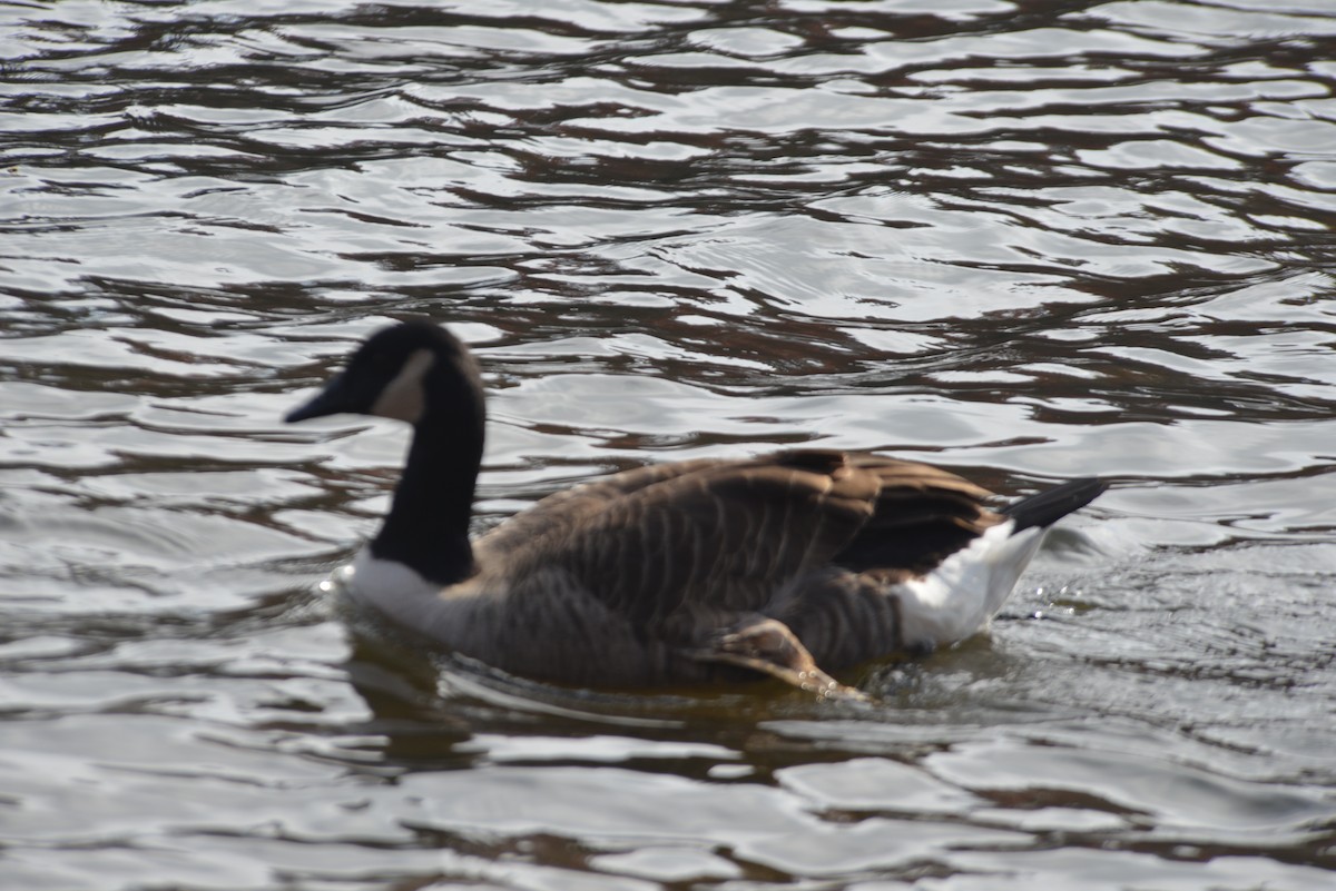 Oca canadese maggiore - ML645074453