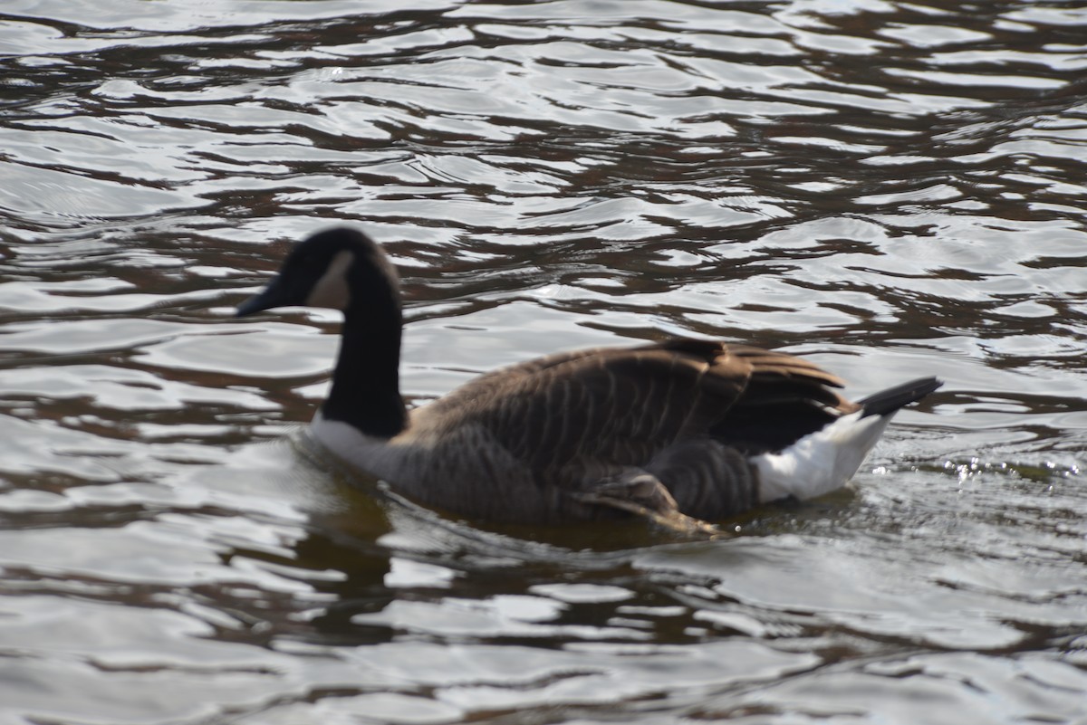 Oca canadese maggiore - ML645074454