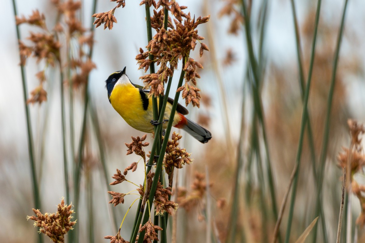 Many-colored Rush Tyrant - ML645074466