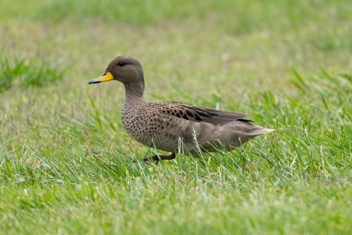 Yellow-billed Teal - ML645074478