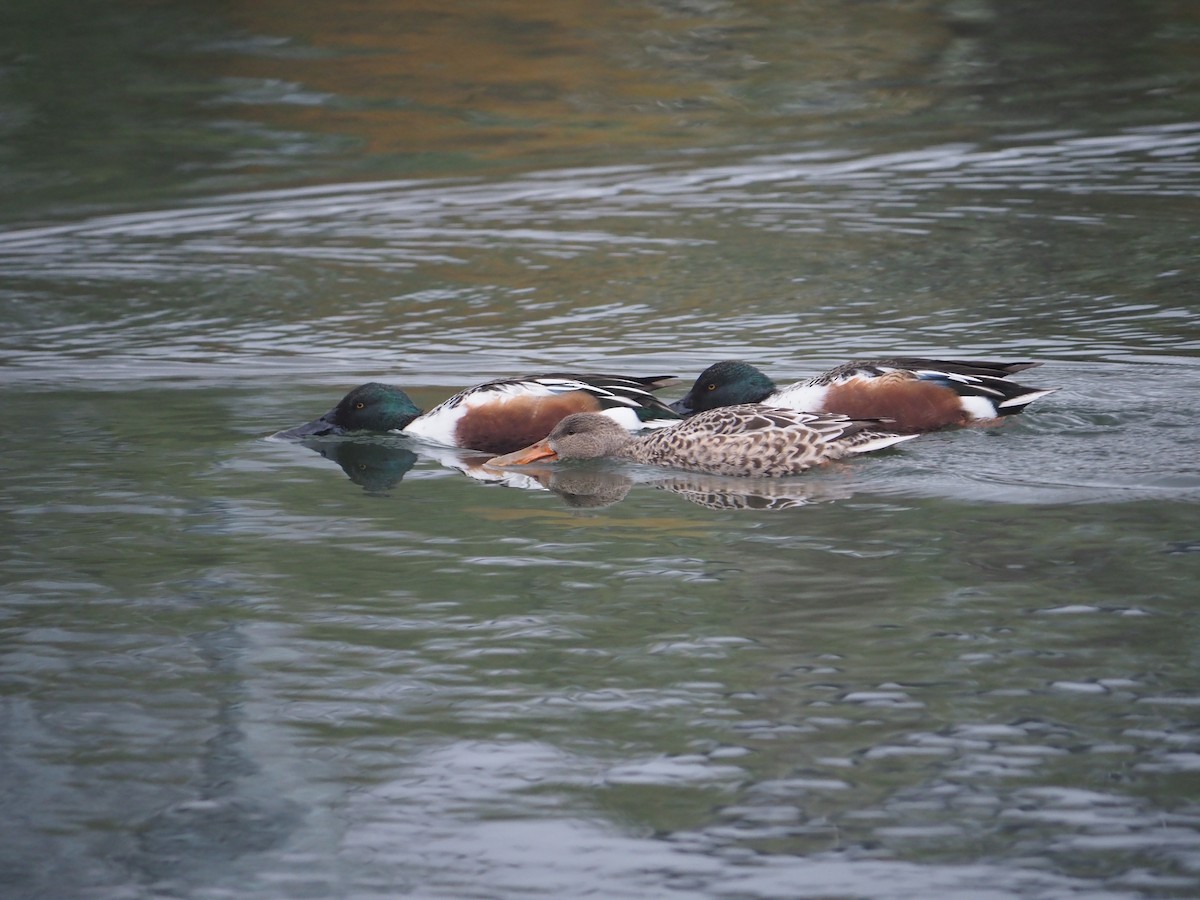 Northern Shoveler - ML645074480