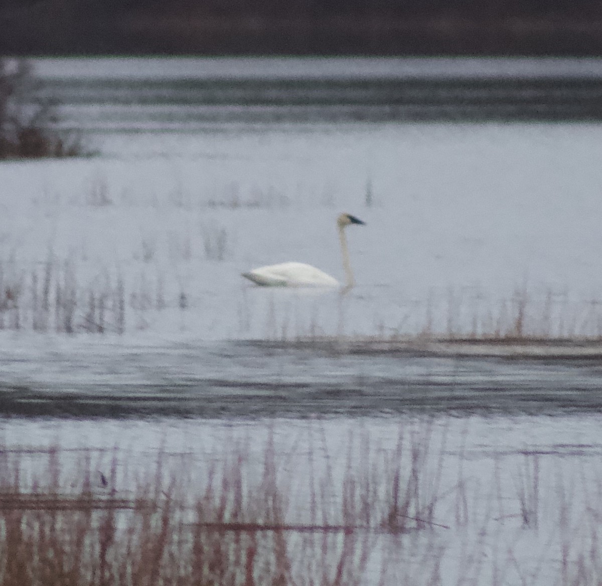 Trumpeter Swan - ML645074484