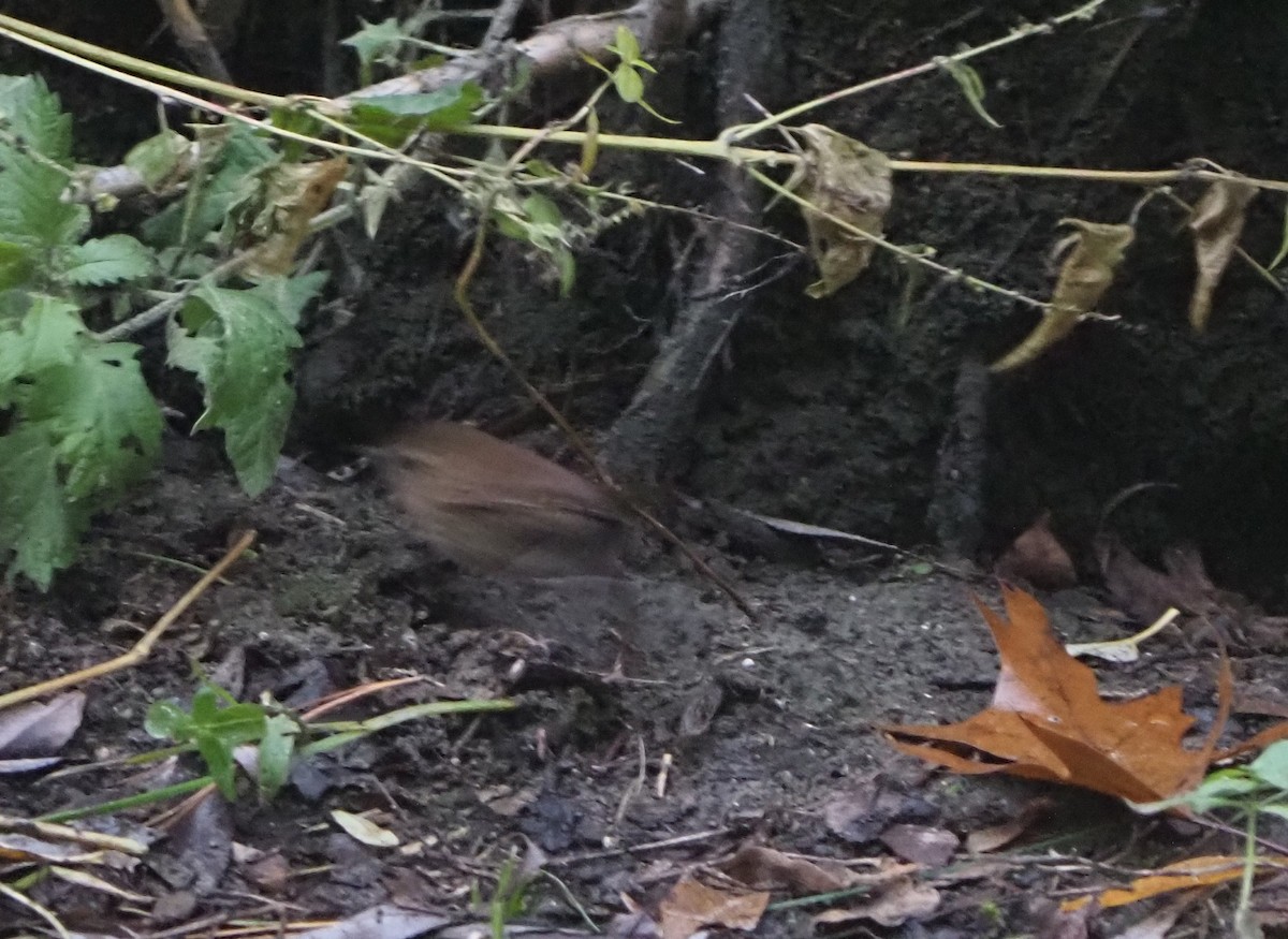 Winter Wren - ML645074488