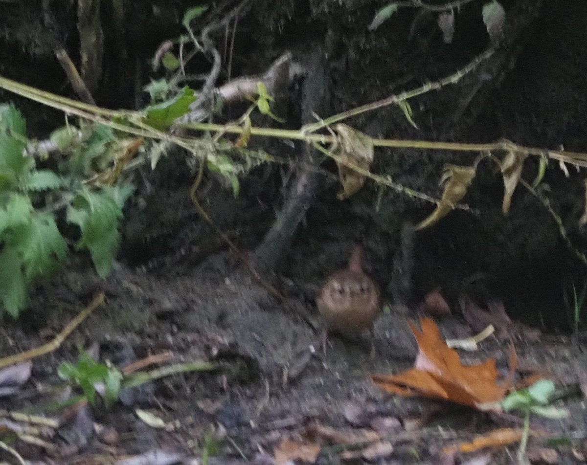 Winter Wren - ML645074489