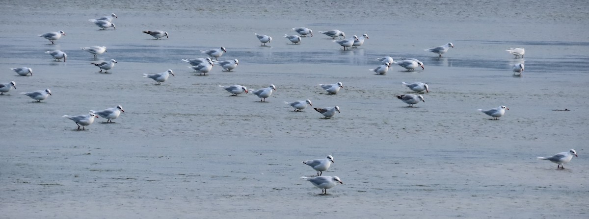 Mediterranean Gull - ML645074491