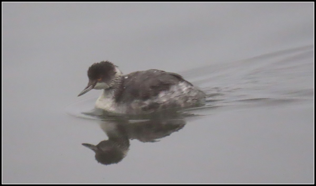 Schwarzhalstaucher - ML645074502