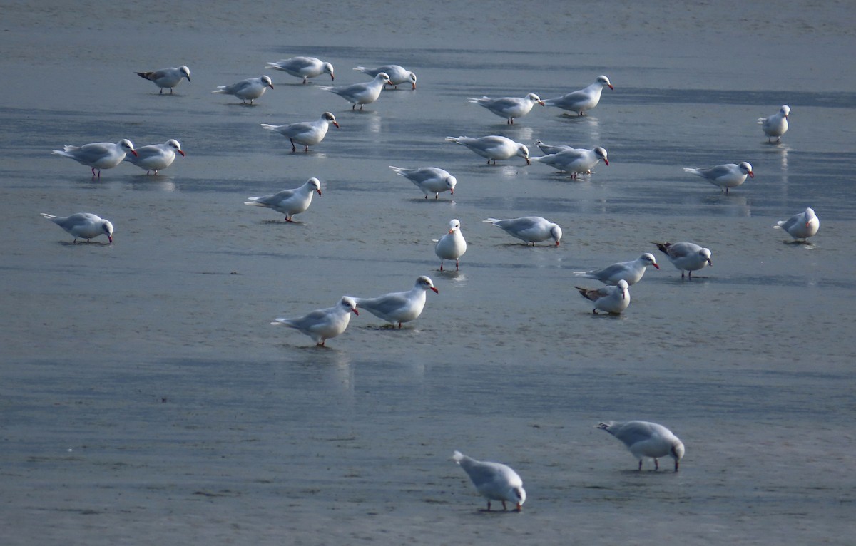 Mediterranean Gull - ML645074503