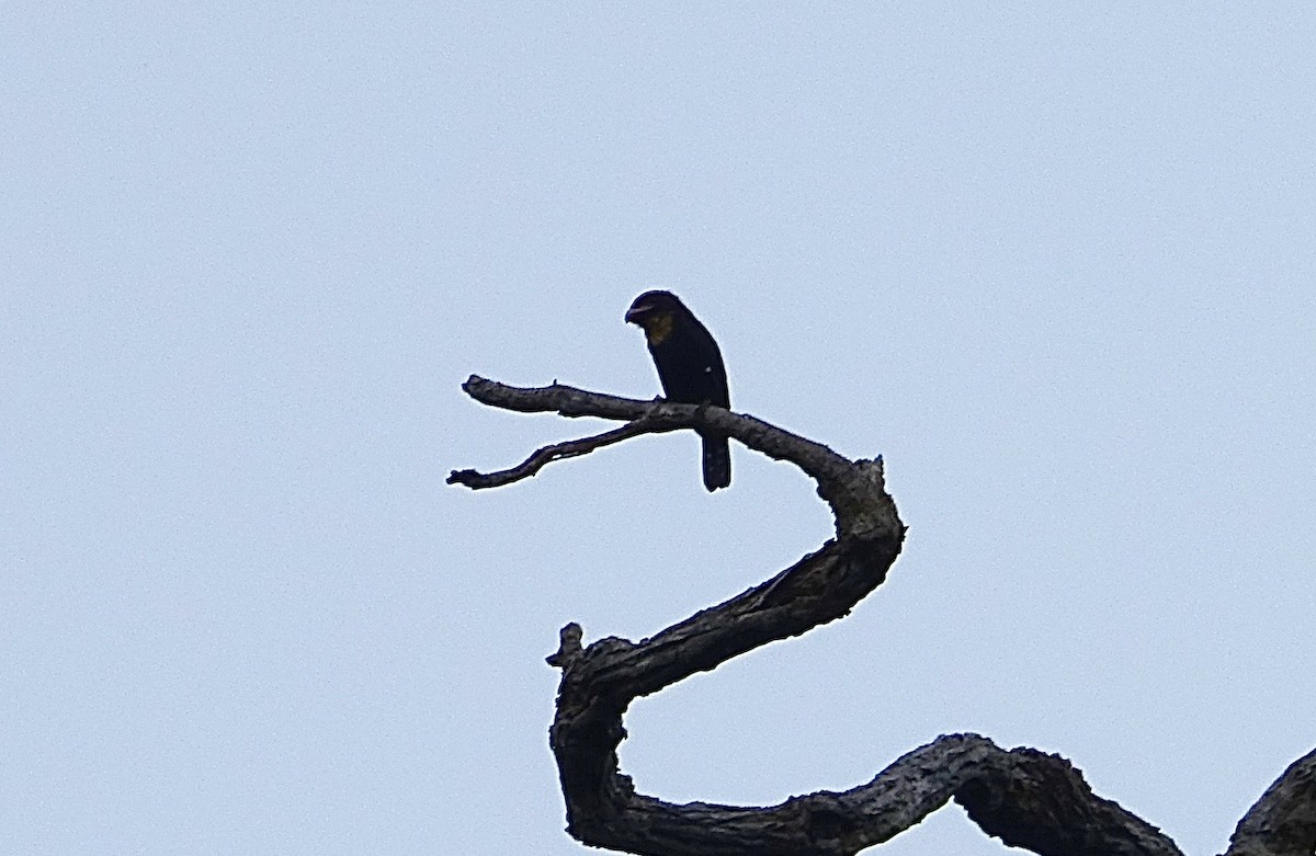 Dusky Broadbill - ML645074510