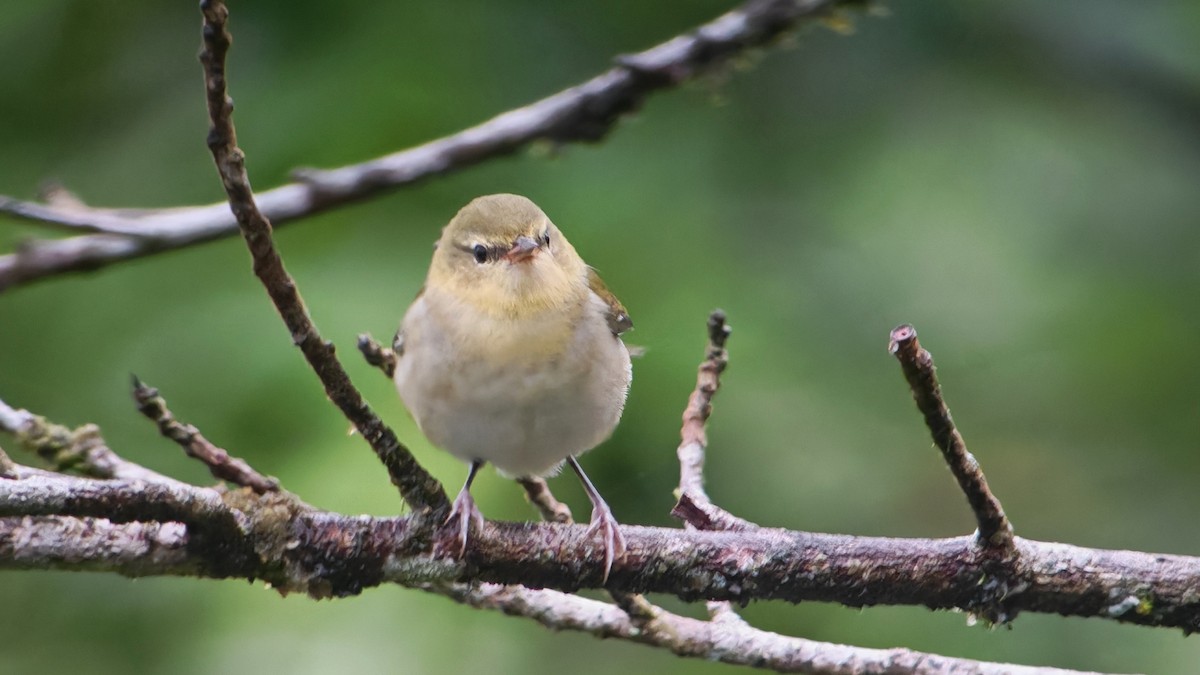 Tennessee Warbler - ML645074524