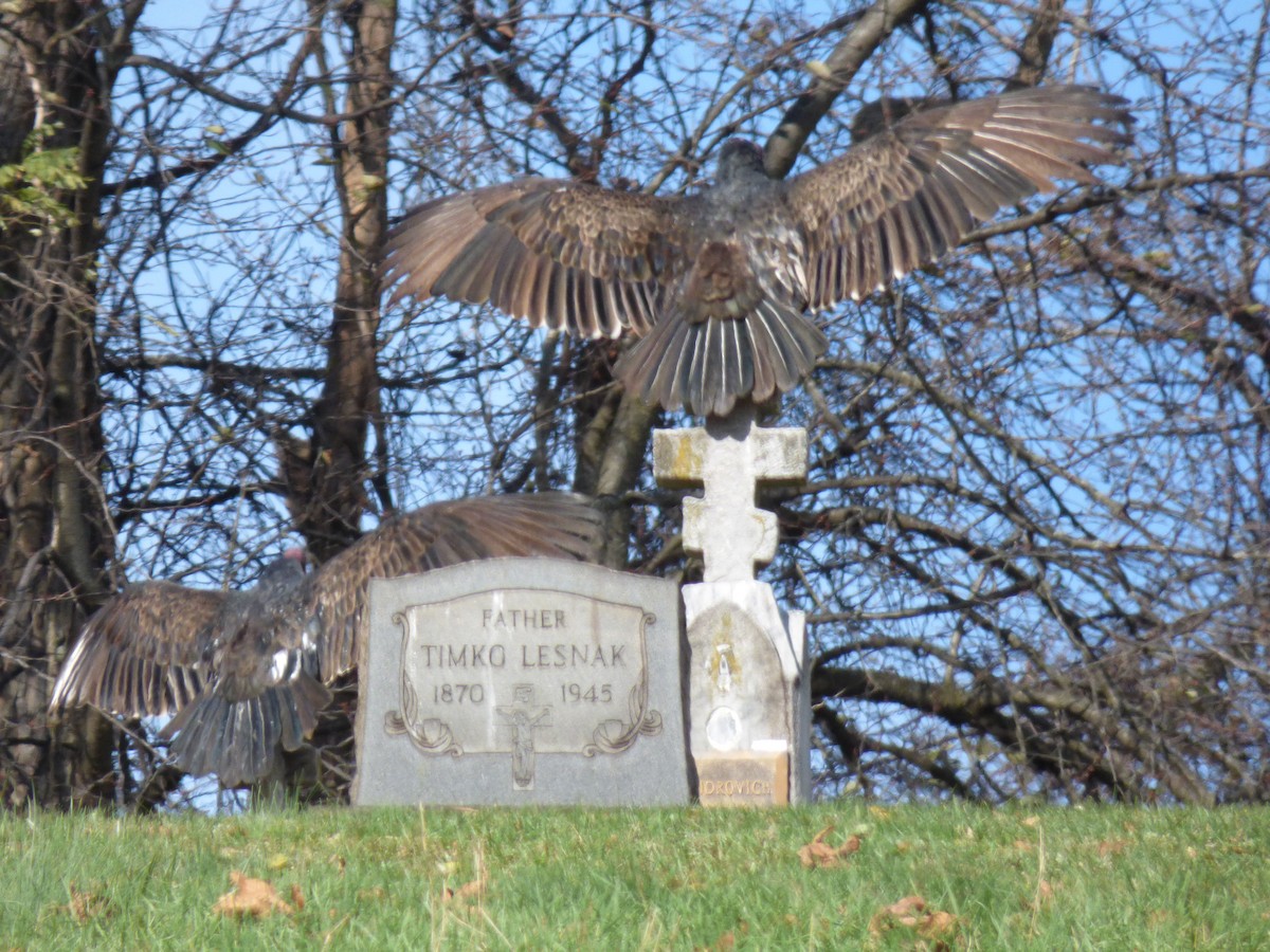 Turkey Vulture - ML645074528