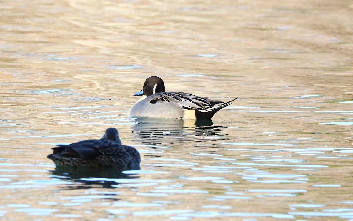 Northern Pintail - ML645074571