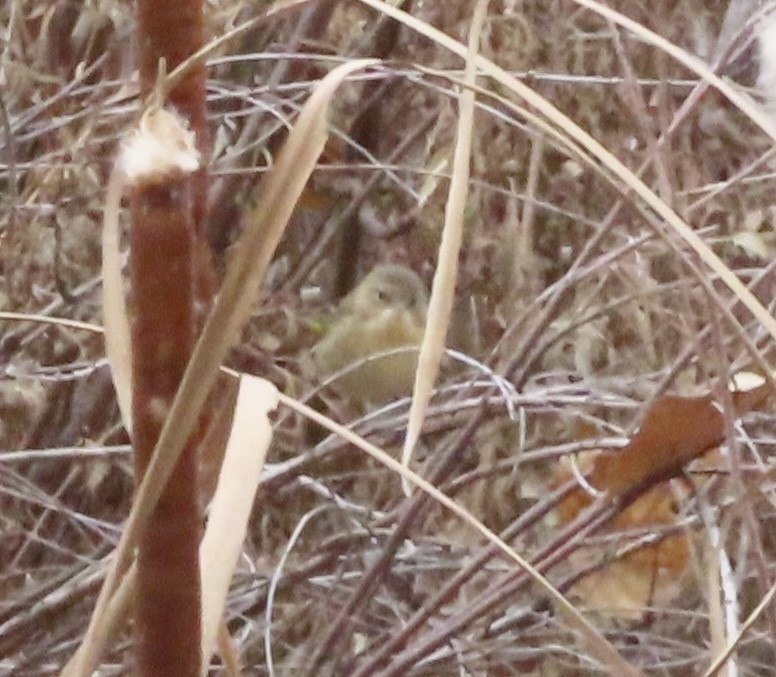Common Yellowthroat - ML645074587