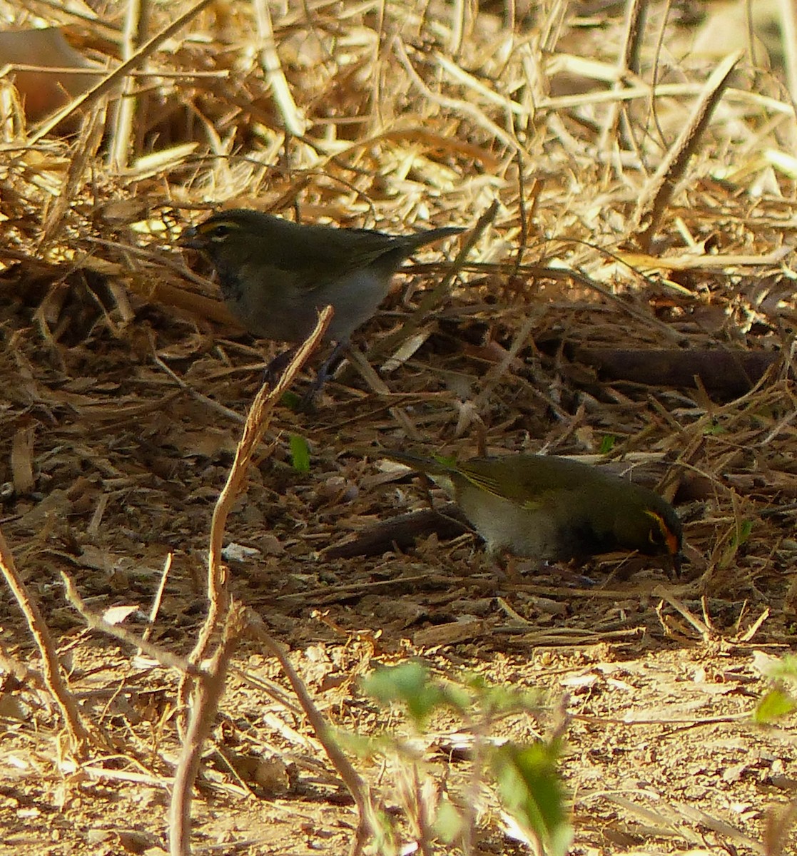Yellow-faced Grassquit - ML645074608