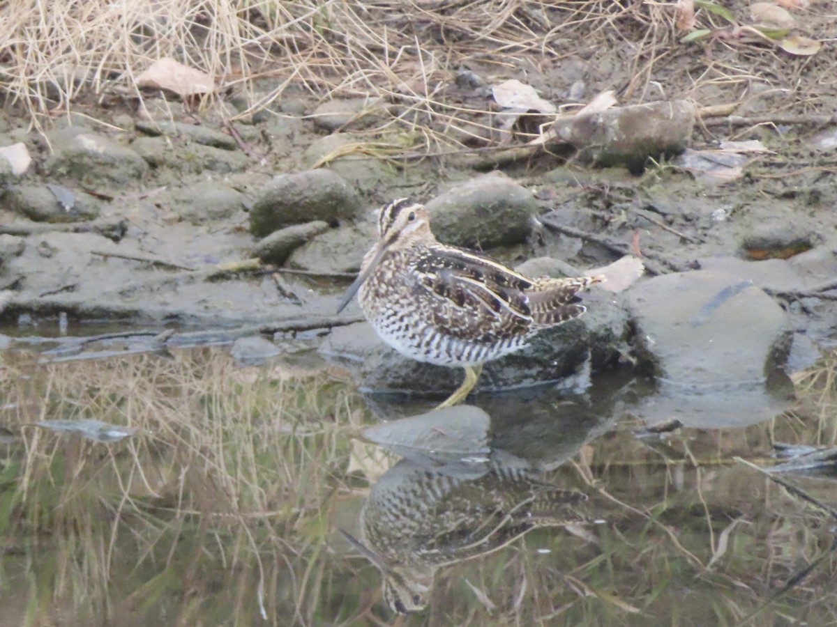 Wilson's Snipe - ML645074617