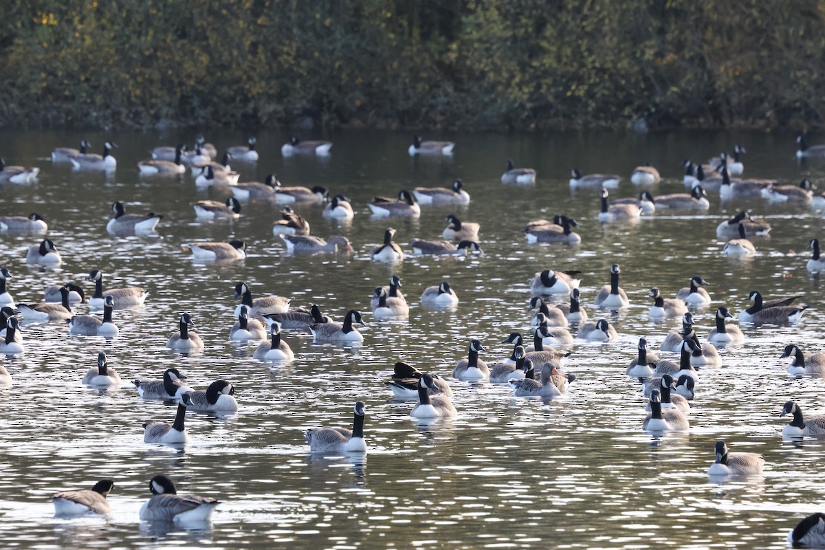 Oca canadese maggiore - ML645074622