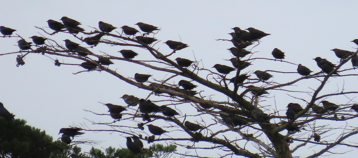 Arabazozo beltza - ML645074627