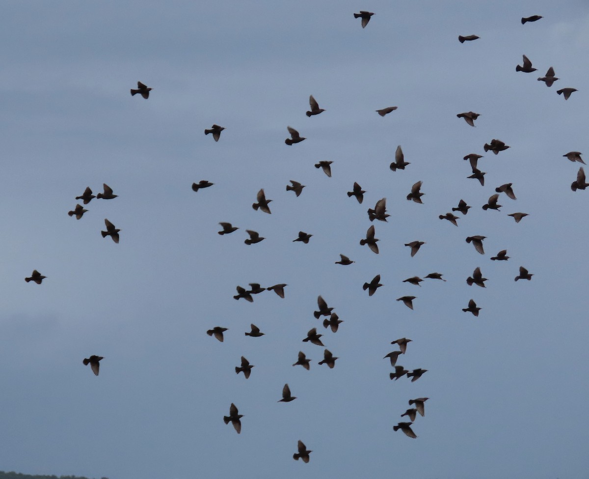 Arabazozo beltza - ML645074635