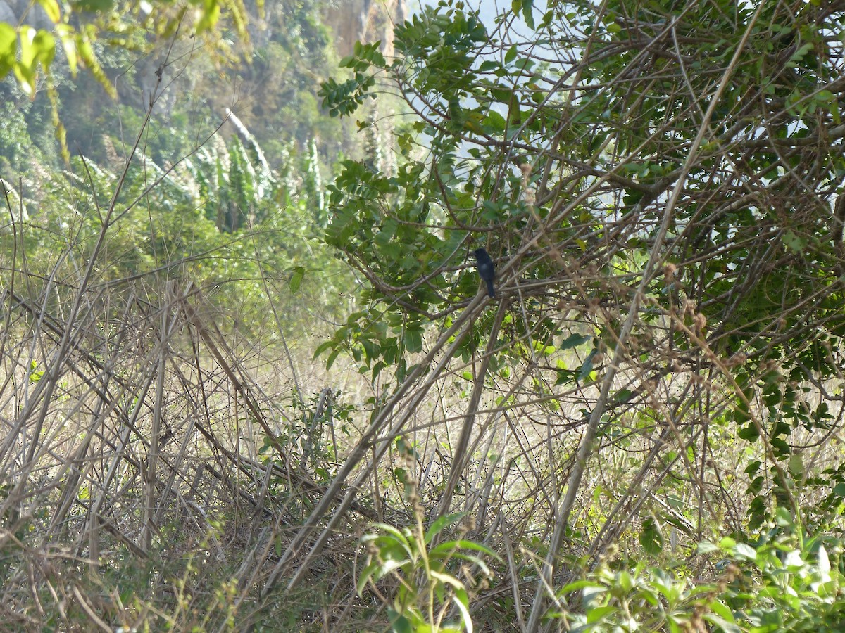 Cuban Bullfinch - ML645074638