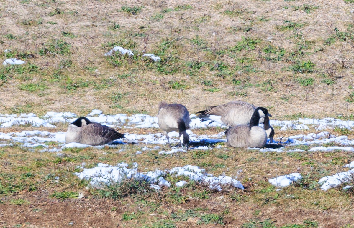 Cackling Goose - ML645074662