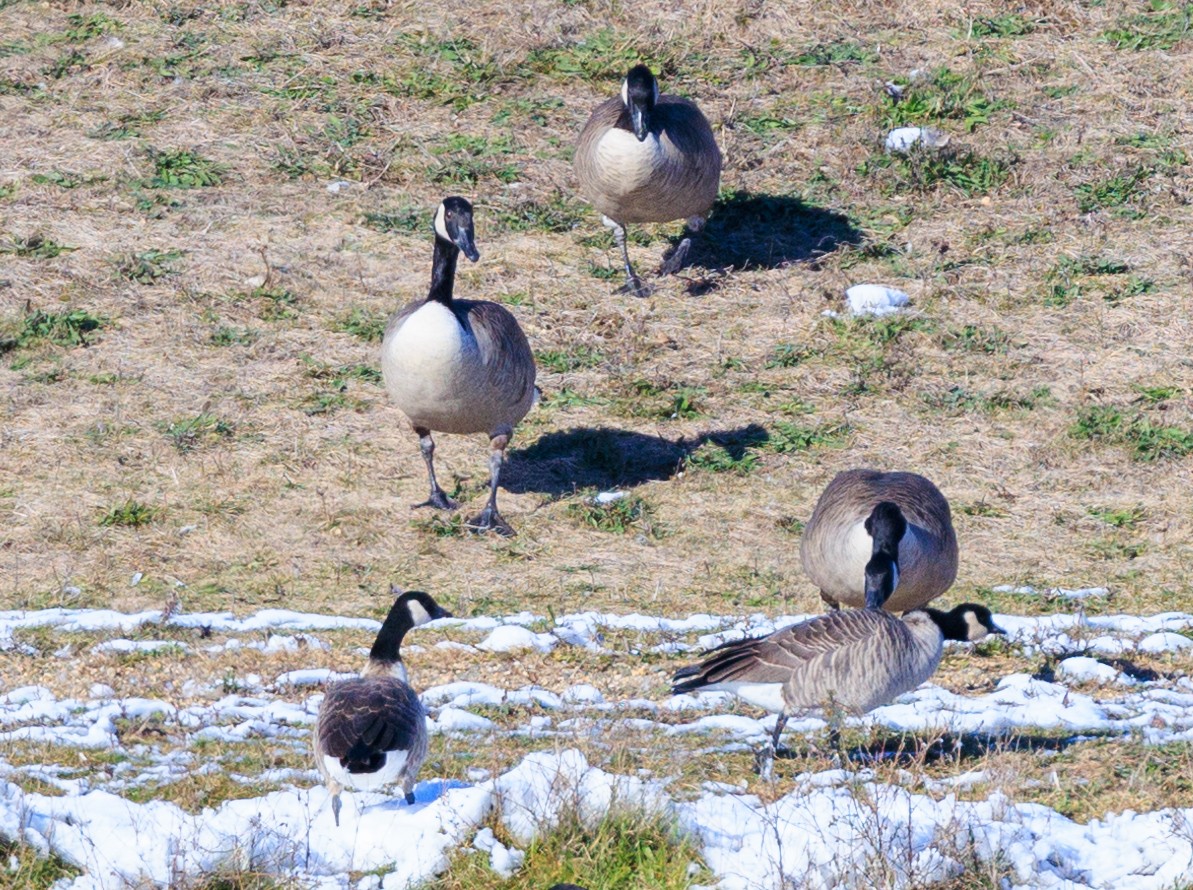 Cackling Goose - ML645074663