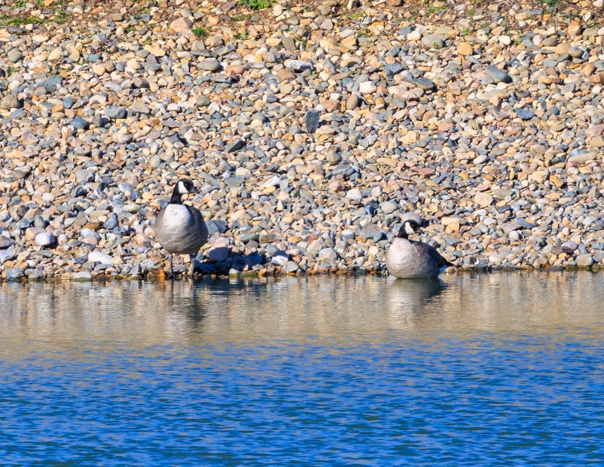 Cackling Goose - ML645074665