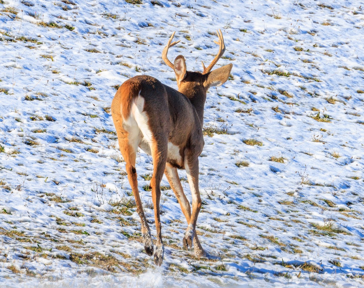 White-tailed Deer - ML645074677