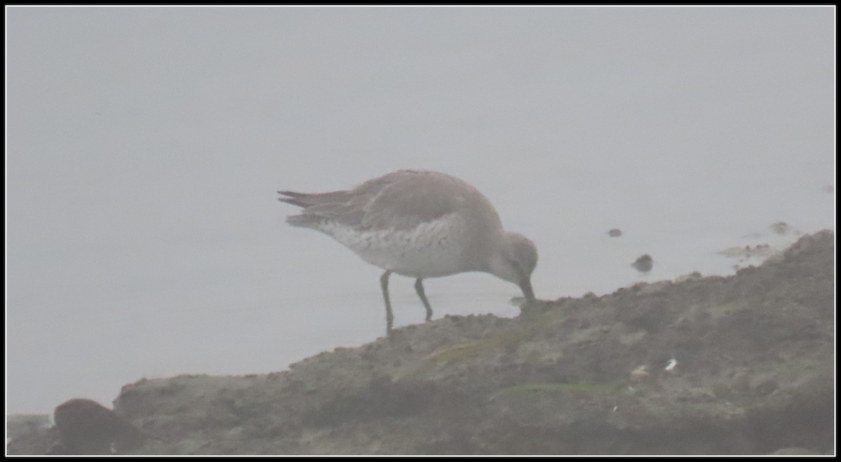 Red Knot - ML645074691