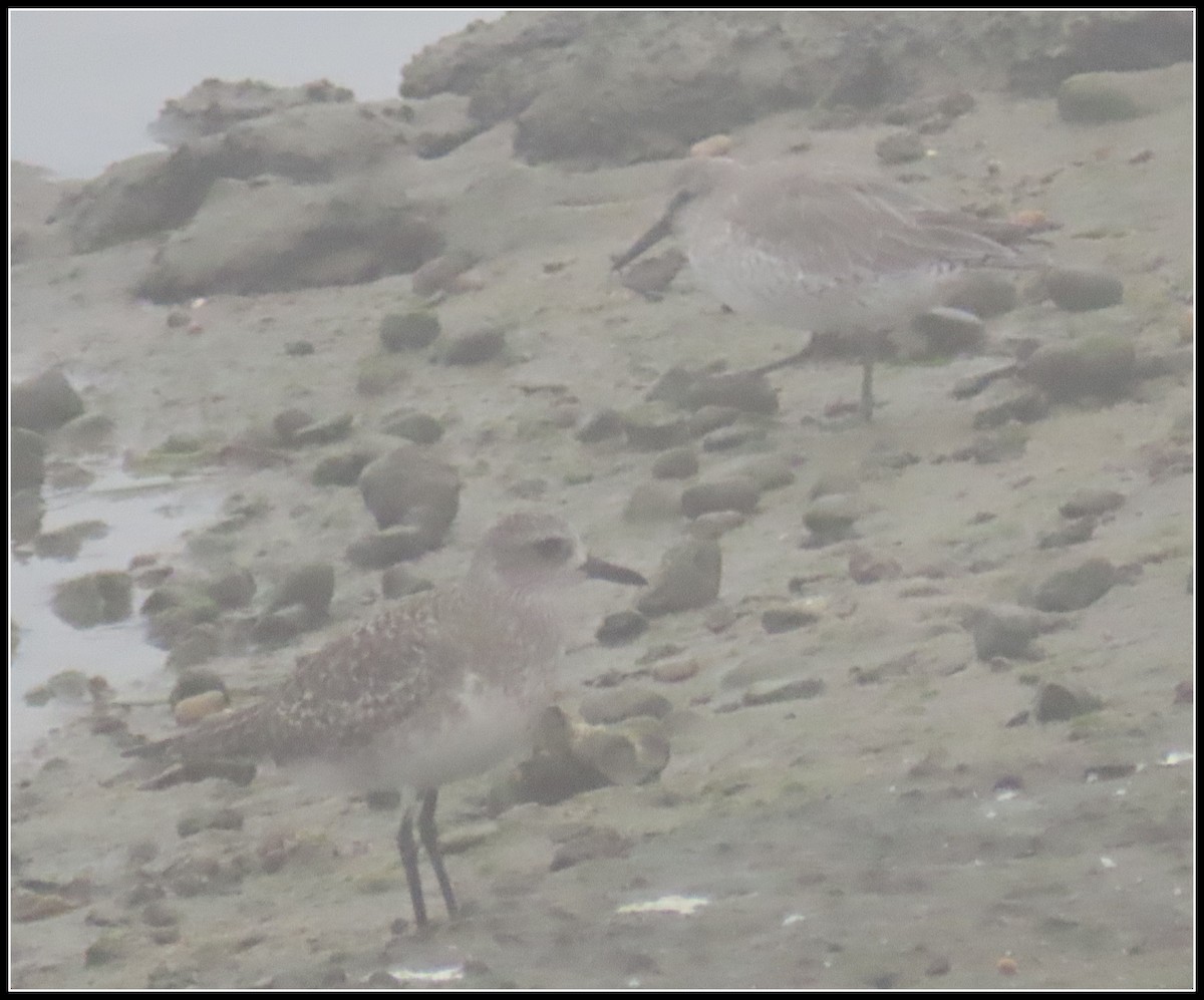 Red Knot - ML645074692