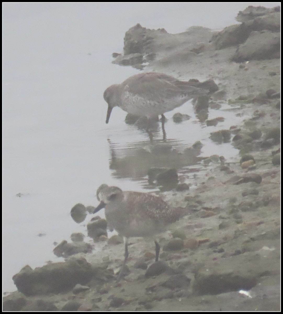 Red Knot - ML645074693