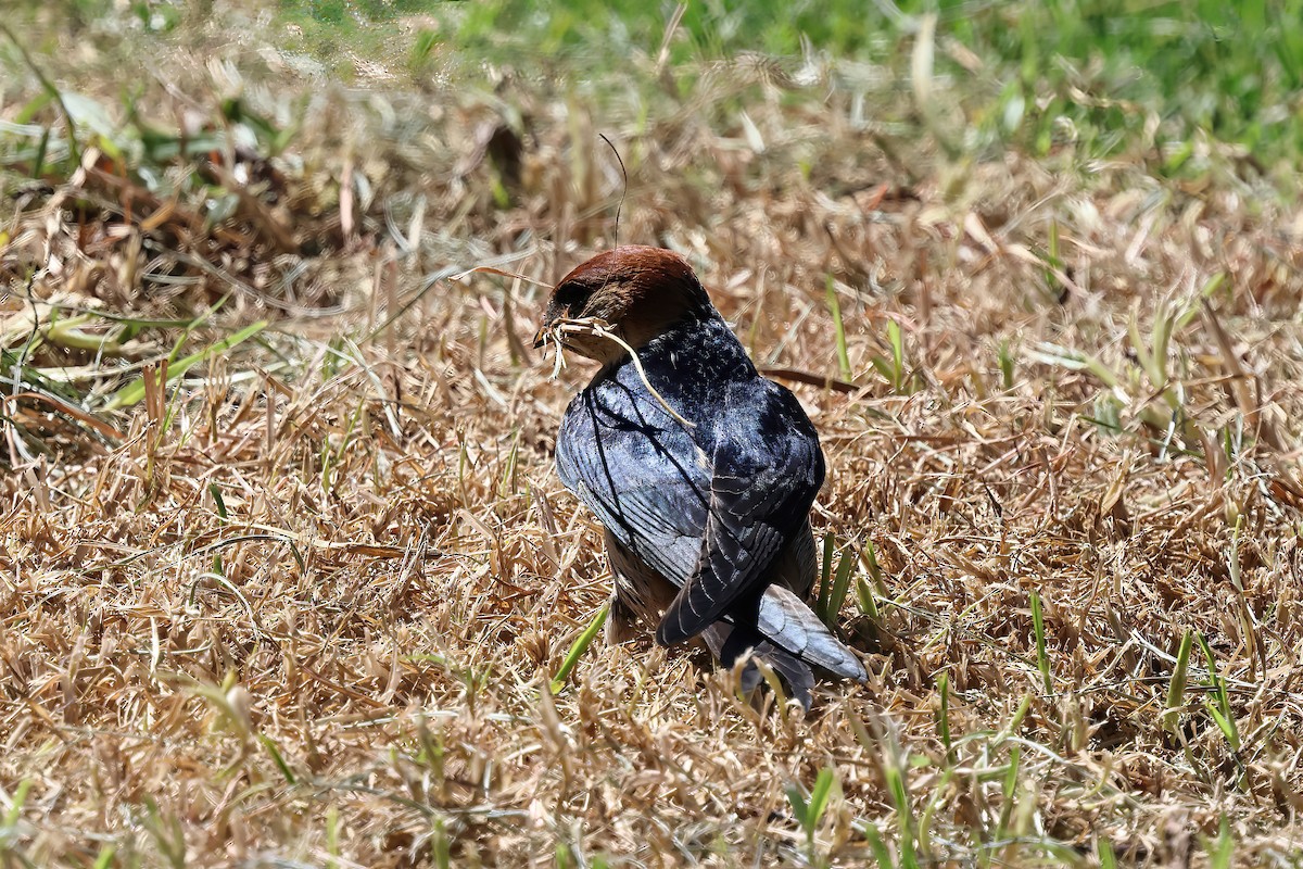 Greater Striped Swallow - ML645074694