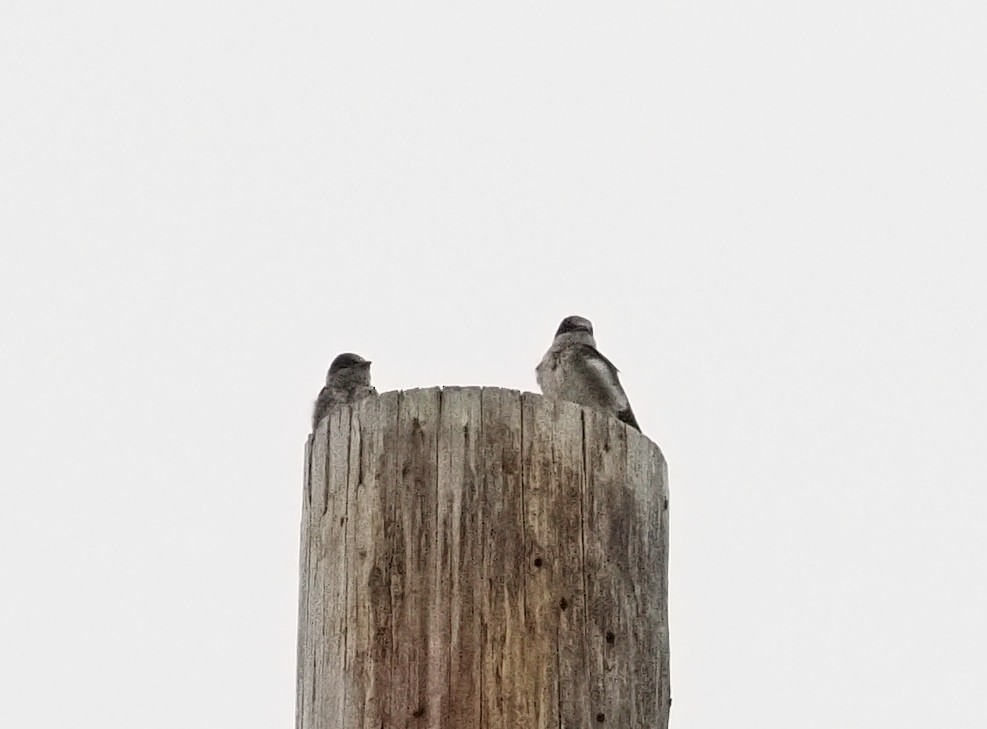 Purple Martin - ML645074698