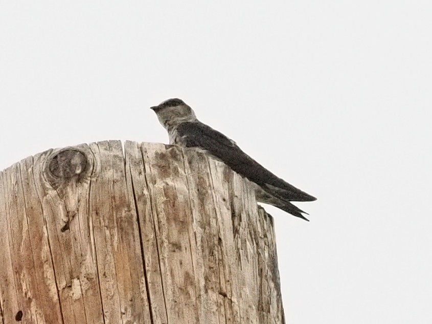 Purple Martin - ML645074699