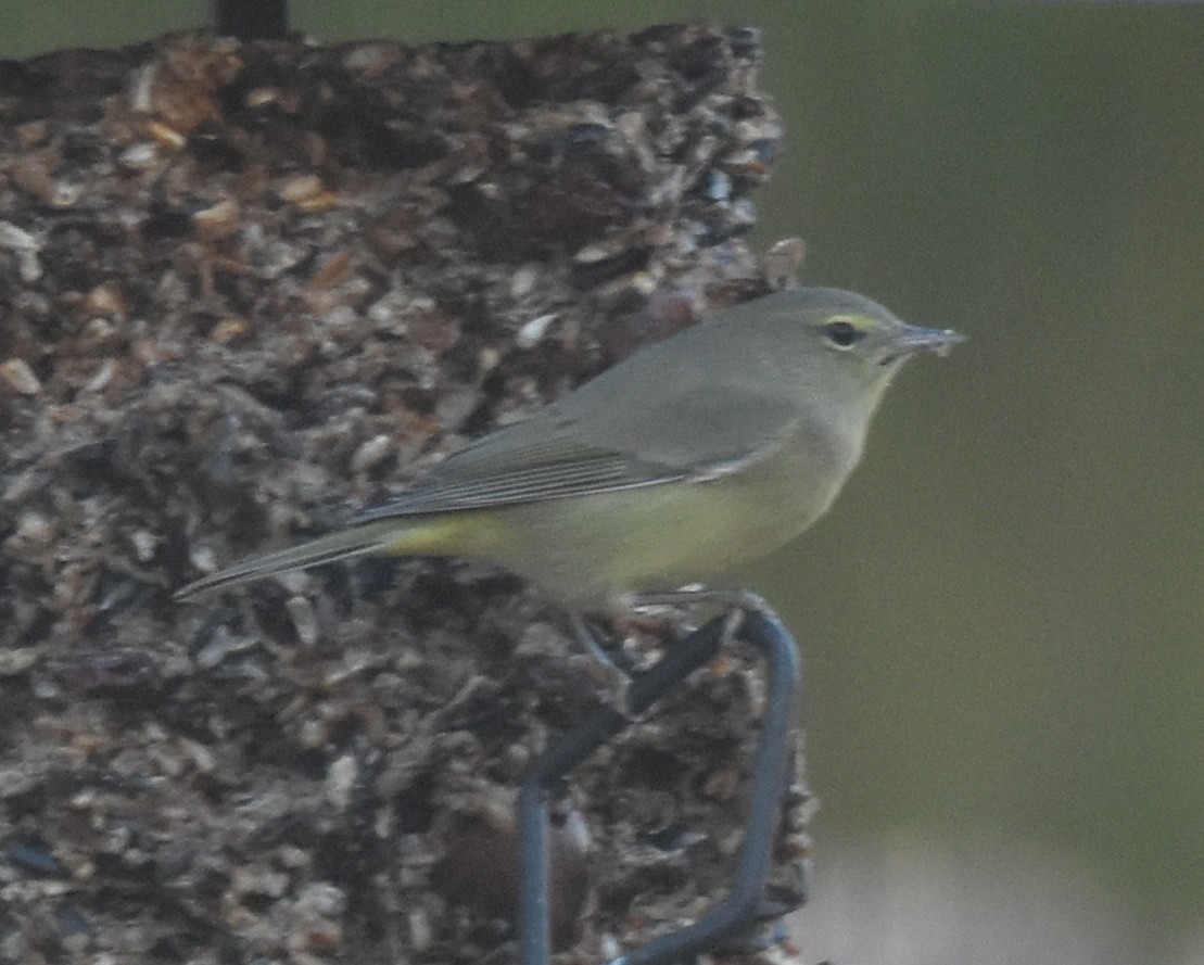 Orange-crowned Warbler - ML645074700