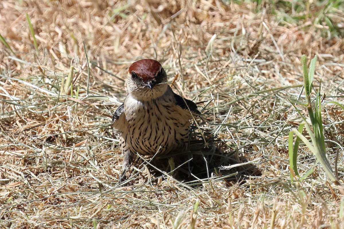 Greater Striped Swallow - ML645074706