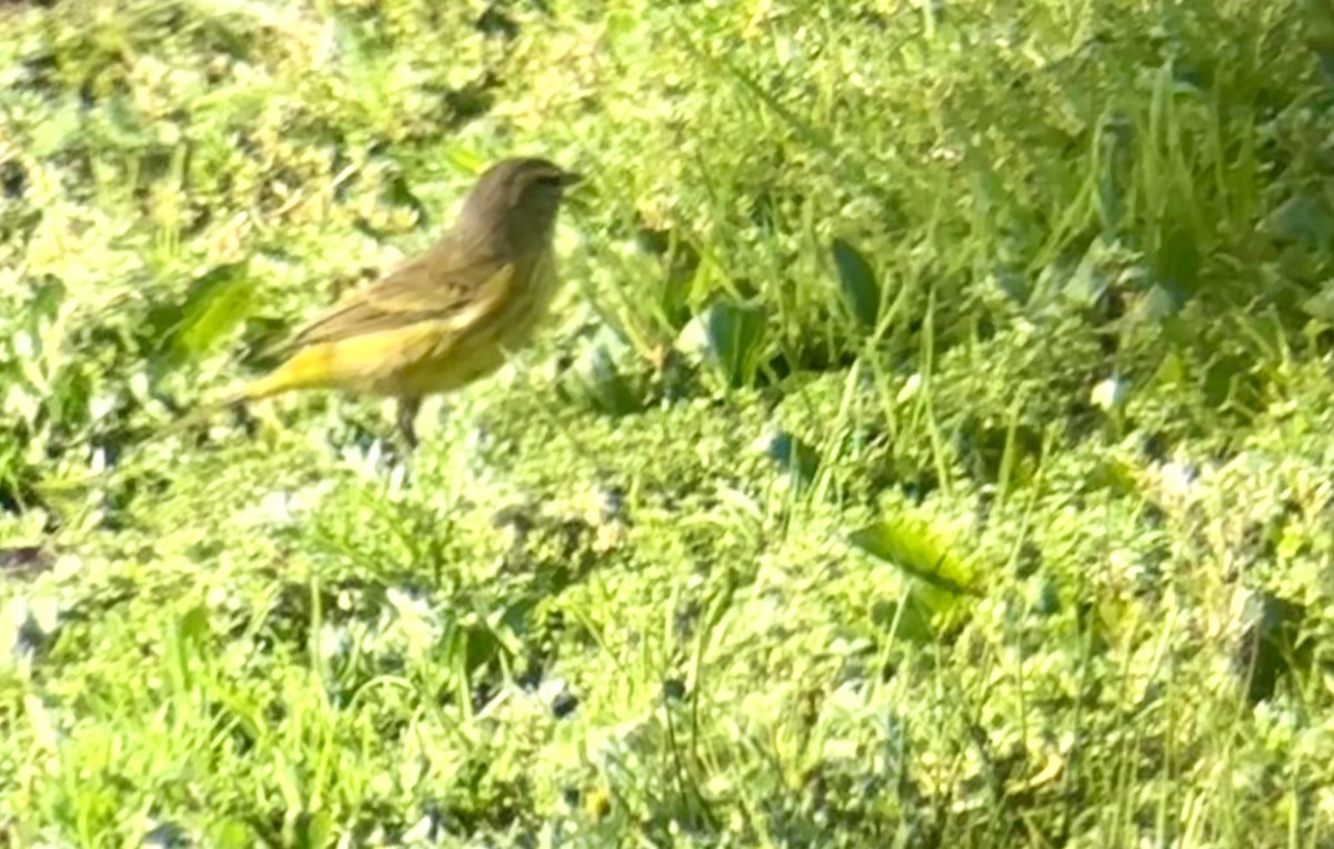 Palm Warbler (Yellow) - ML645074711