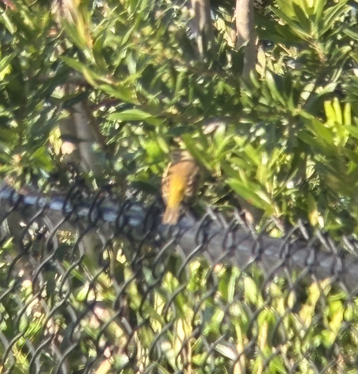 Palm Warbler (Western) - ML645074712