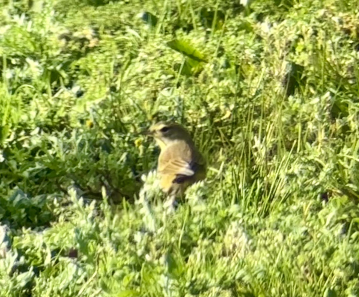 Palm Warbler (Yellow) - ML645074713