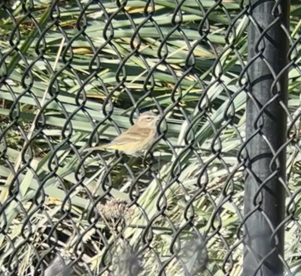 Palm Warbler (Western) - ML645074714