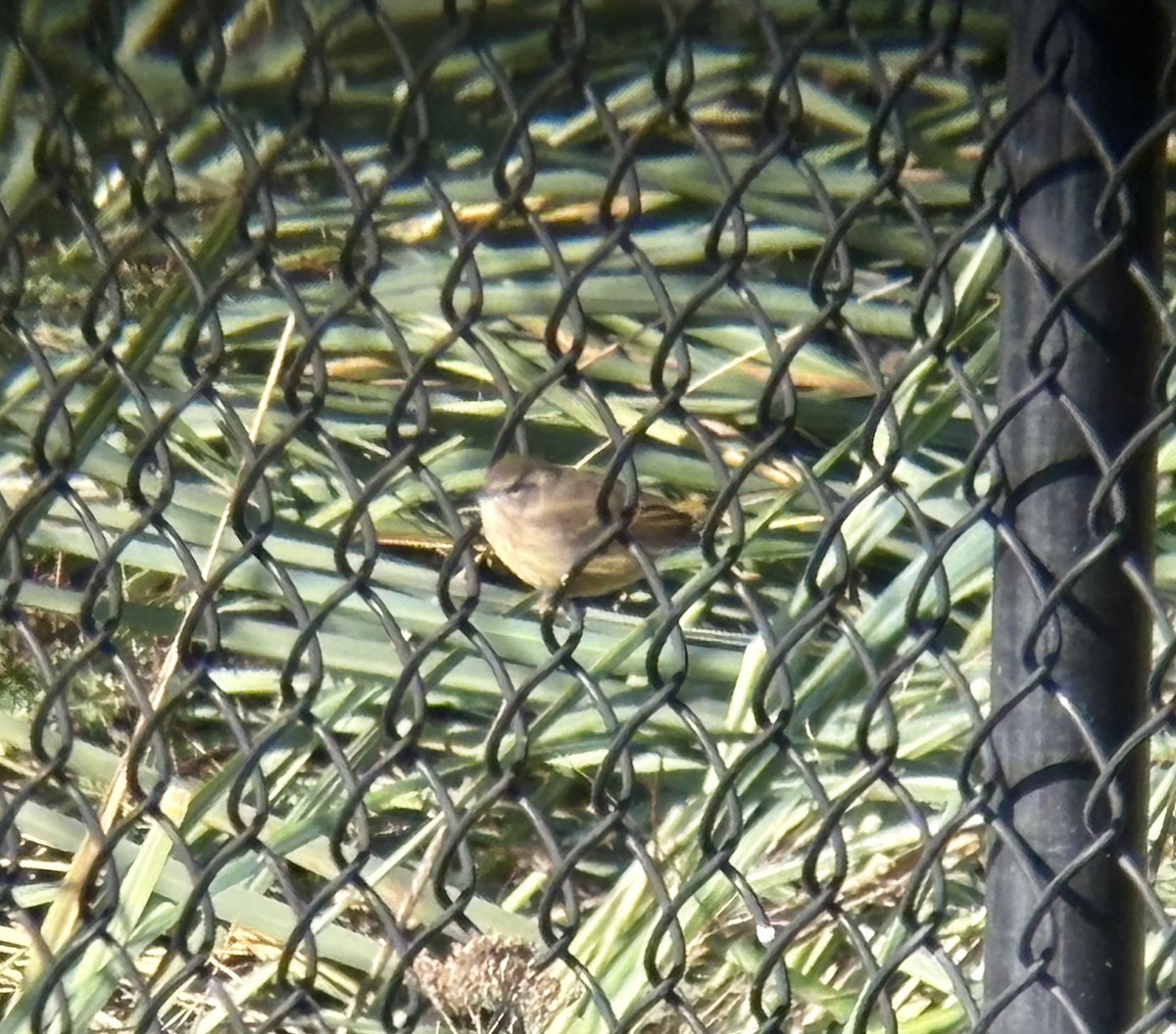 Palm Warbler (Western) - ML645074715