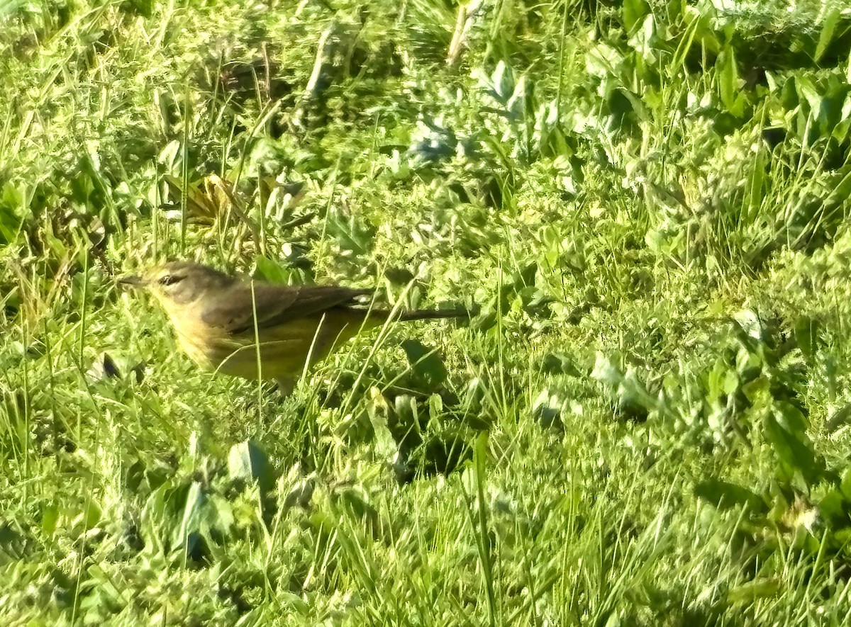 Palm Warbler (Yellow) - ML645074716