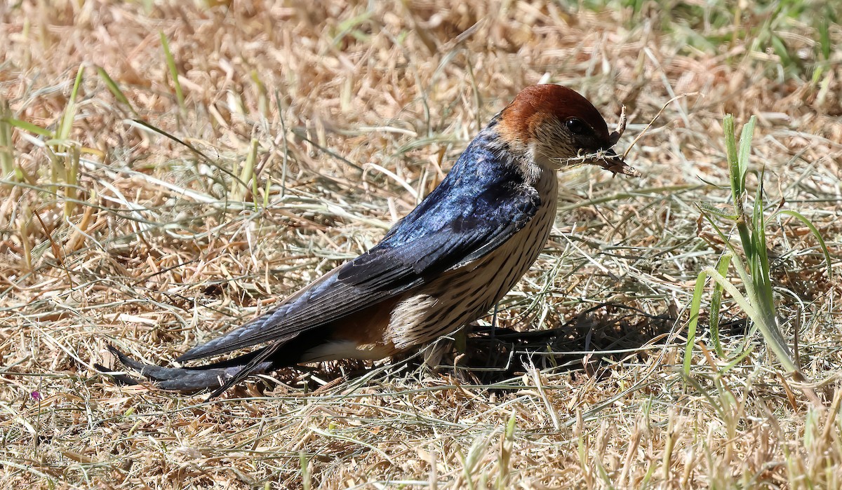 Greater Striped Swallow - ML645074729