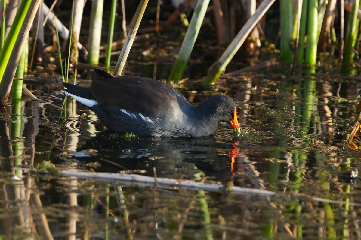 Amerika Sutavuğu - ML645074736