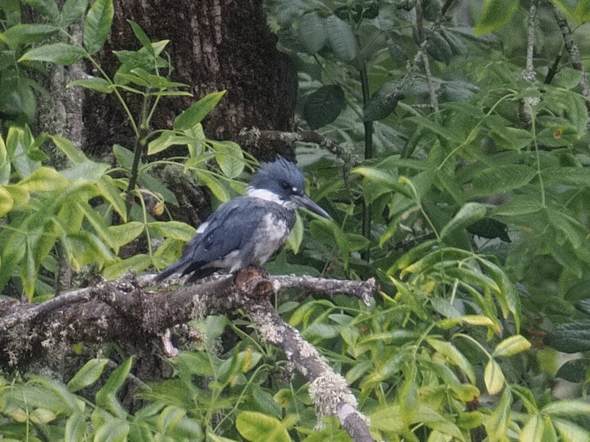 שלדג אמריקני - ML645074745